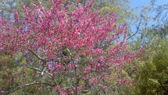 Nature bloom iran shiraz