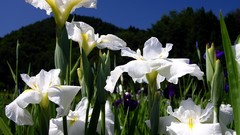 Nature bloom white flowers