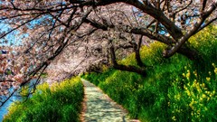 Nature blossom tunnels