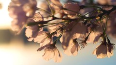 Nature blossoms macro