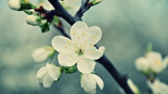 Nature blossoms macro depth