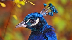 Nature blue Birds Peacocks