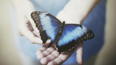 Nature blue Butterflies hands insects