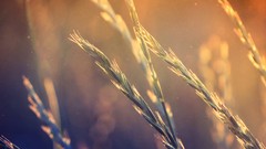 Nature blue gold light orange dust shot spikelets Violet noise 