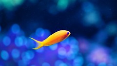 Nature blue ocean fish bokeh rivers