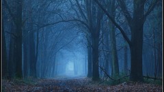 Nature blue Photographers forests