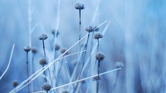 Nature blue Plants depth of field