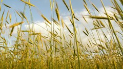 Nature blue wheat countryside fields golden