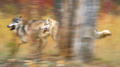 Nature blurred Wolves