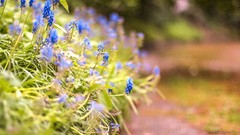 Nature bokeh blue flowers