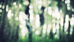 Nature bokeh blurred forests