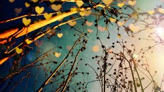 Nature bokeh depth of field