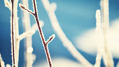 Nature bokeh frost blurred