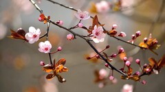 nature branch Flowers pink flowers twigs cherry blossom
