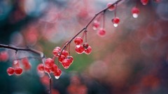 Nature branches Berries