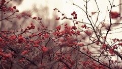 Nature branches Berries depth of field