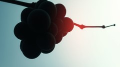 Nature branches Berries sunlight