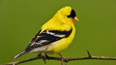 Nature branches Birds American goldfinch