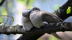 Nature branches Birds doves affection