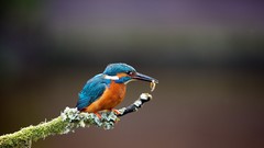 Nature branches Birds hunting kingfisher