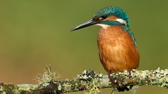 Nature branches Birds kingfisher blurred background