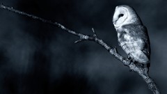 Nature branches Birds monochrome Owls barn owl