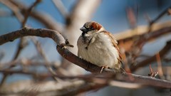 Nature branches Birds sparrow