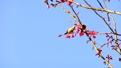 Nature branches Birds spring pink flowers cherry blossoms