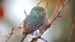 Nature branches Birds sunlight Owls