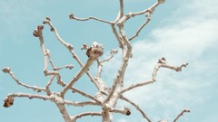 Nature branches blue skies