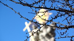 Nature branches blue skies blurred background