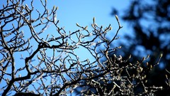 Nature branches bokeh blue skies depth of field