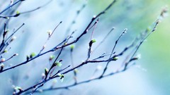 Nature branches depth of field