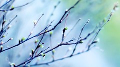 Nature branches depth of field