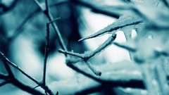 Nature branches frost