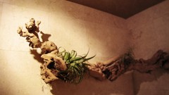 Nature branches modern Plants architecture