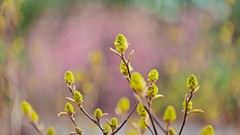 Nature branches Plants bokeh flora blurred background depth of 