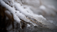 Nature branches under snow