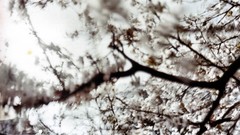 Nature branches white flowers blurred Smashing magazine