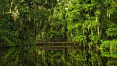 Nature Bridges forests