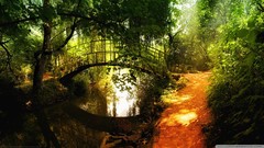 Nature Bridges reflections forests