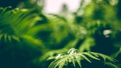 Nature bubbles Ferns depth of field