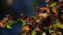 Nature bugs Butterflies