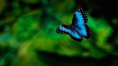 Nature bugs depth of