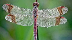 Nature bugs Dragonflies