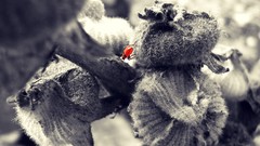 Nature bugs selective coloring