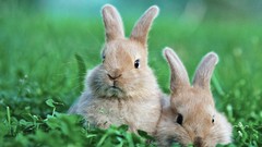 Nature Bunnies