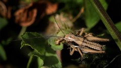 Nature bushes nymph crickets