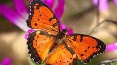 Nature Butterflies