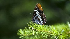 Nature Butterflies